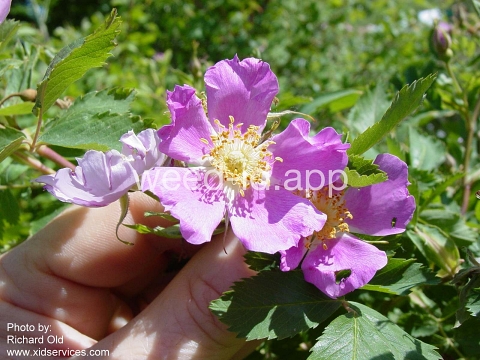 rose, western wild